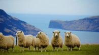 New Zealand Tenders - Now at Australian Tenders