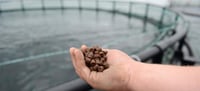 Wesley Vale $56M Fish Food Factory to Boost Jobs