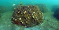 Merimbula Artificial Reef Ready for Design and Construction