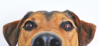 Tenders Relating to Animals - not monkey business
