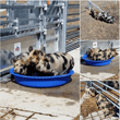 For Sale by Tender – Three Little Pigs
